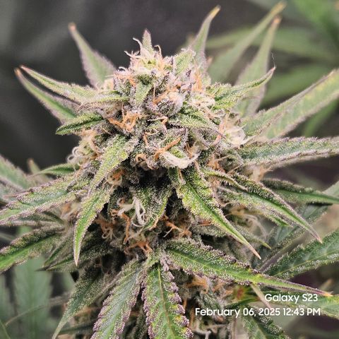Sleepy Joe #46 growlog timeline photo