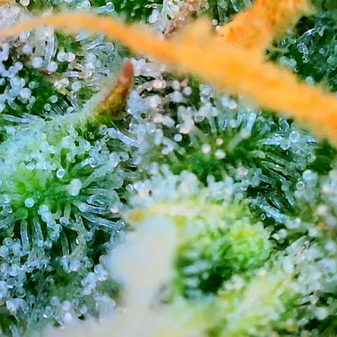 Sleepy Joe #46 growlog timeline photo