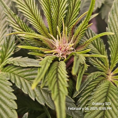 Gen X Tropicanna Cherry × #1 Stunna growlog timeline photo