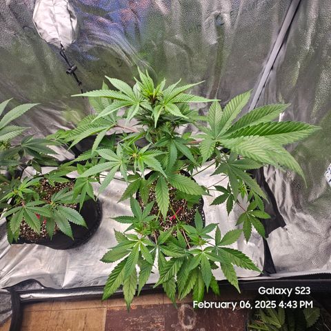 Gen X Tropicanna Cherry × #1 Stunna growlog timeline photo