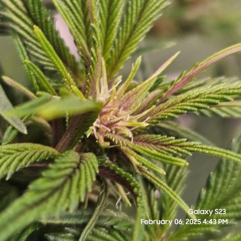 Gen X Tropicanna Cherry × #1 Stunna growlog timeline photo