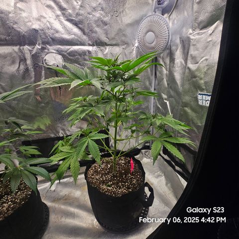 Gen X Tropicanna Cherry × #1 Stunna growlog timeline photo