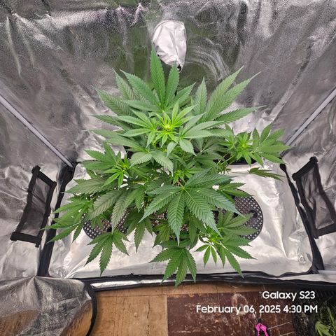 Gen X Tropicanna Cherry × #1 Stunna growlog timeline photo