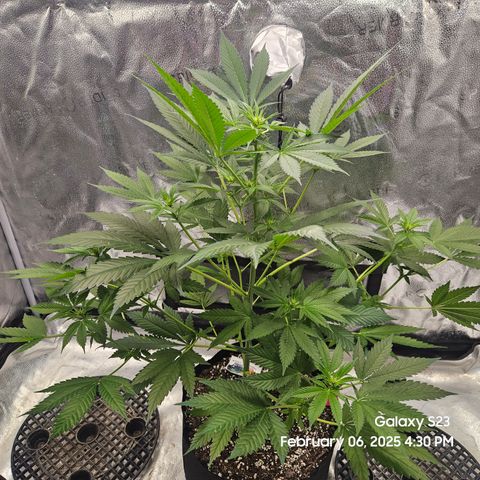 Gen X Tropicanna Cherry × #1 Stunna growlog timeline photo
