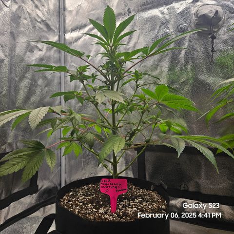 Gen X Tropicanna Cherry × #1 Stunna growlog timeline photo