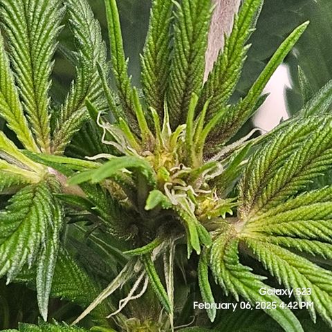 Gen X Tropicanna Cherry × #1 Stunna growlog timeline photo
