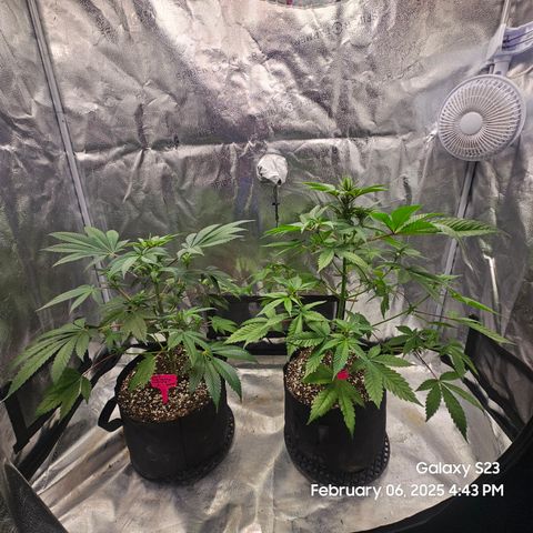 Gen X Tropicanna Cherry × #1 Stunna growlog timeline photo