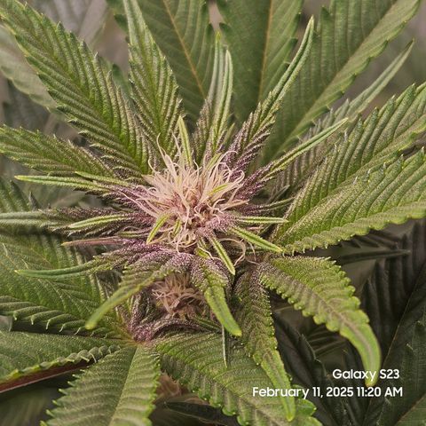 Gen X Tropicanna Cherry × #1 Stunna growlog timeline photo