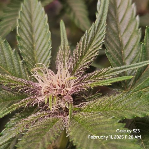 Gen X Tropicanna Cherry × #1 Stunna growlog timeline photo