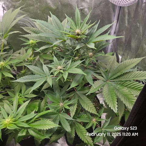 Gen X Tropicanna Cherry × #1 Stunna growlog timeline photo
