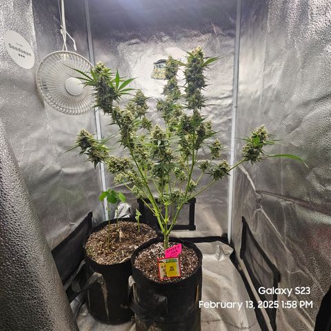 Sleepy Joe #46 growlog timeline photo