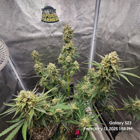 Sleepy Joe #46 growlog timeline photo