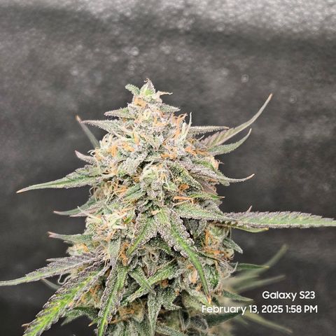Sleepy Joe #46 growlog timeline photo