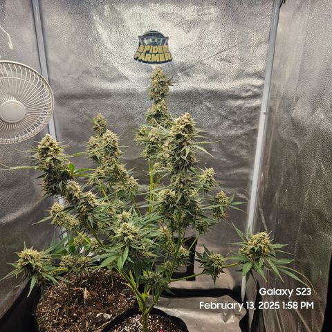 Sleepy Joe #46 growlog timeline photo