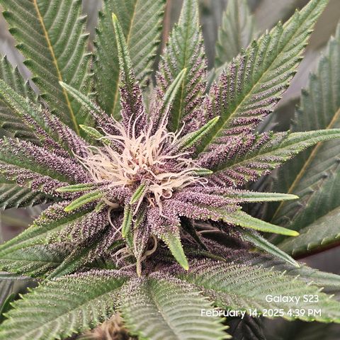 Gen X Tropicanna Cherry × #1 Stunna growlog timeline photo
