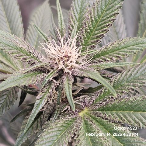 Gen X Tropicanna Cherry × #1 Stunna growlog timeline photo
