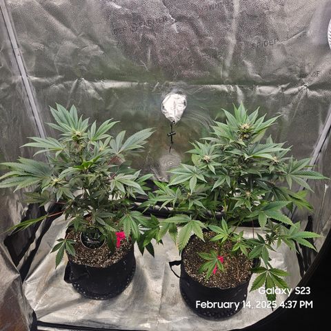 Gen X Tropicanna Cherry × #1 Stunna growlog timeline photo