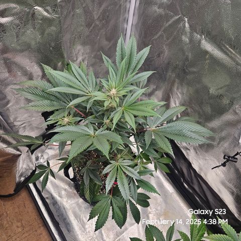 Gen X Tropicanna Cherry × #1 Stunna growlog timeline photo