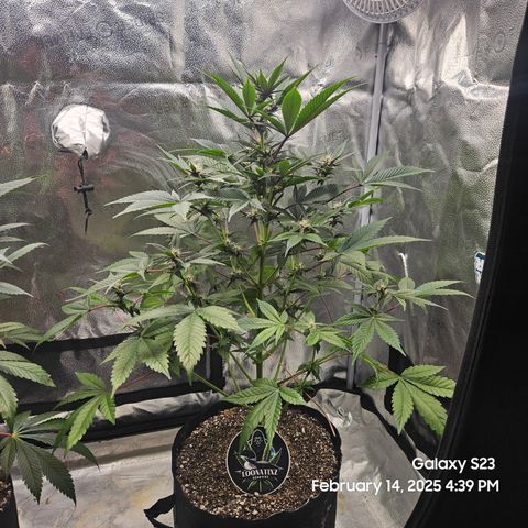 Gen X Tropicanna Cherry × #1 Stunna growlog timeline photo