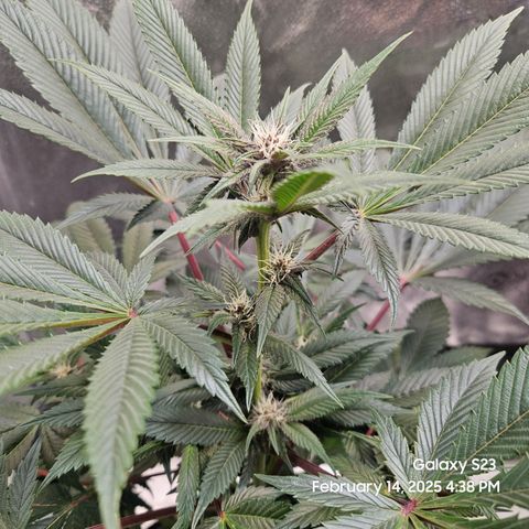 Gen X Tropicanna Cherry × #1 Stunna growlog timeline photo