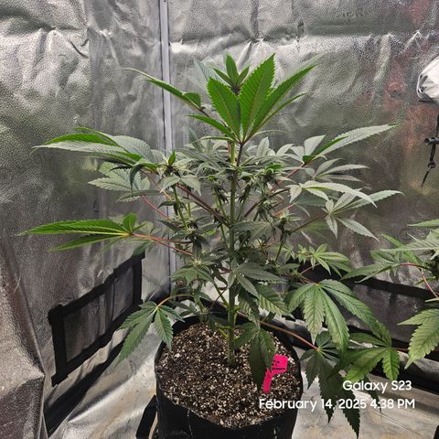 Gen X Tropicanna Cherry × #1 Stunna growlog timeline photo