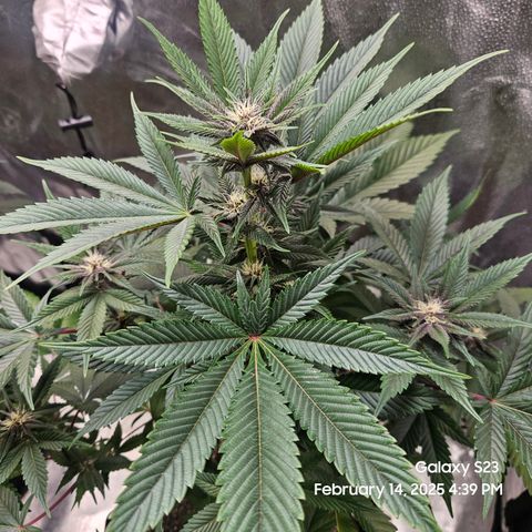 Gen X Tropicanna Cherry × #1 Stunna growlog timeline photo