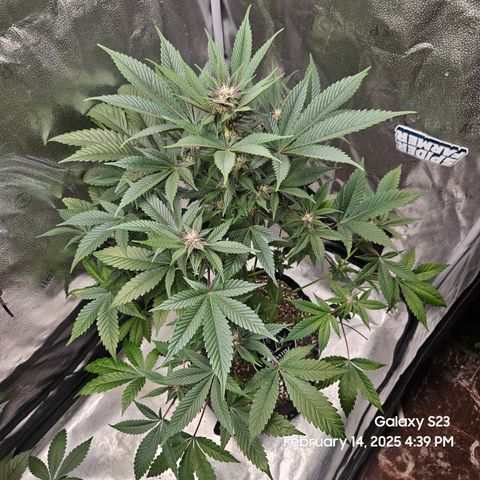 Gen X Tropicanna Cherry × #1 Stunna growlog timeline photo