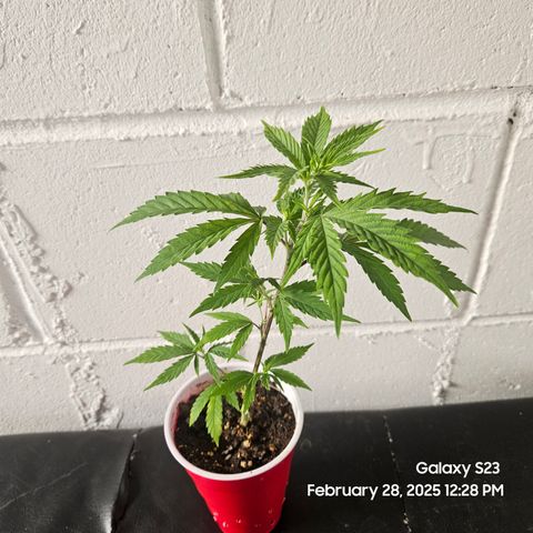 Zlue x2 growlog timeline photo