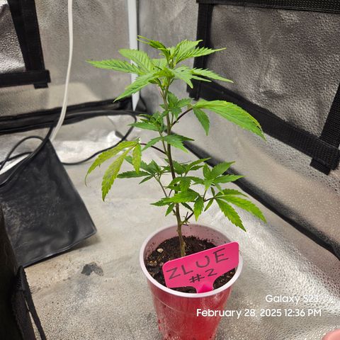 Zlue x2 growlog timeline photo