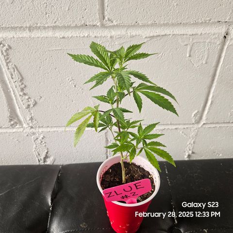Zlue x2 growlog timeline photo