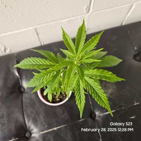 Zlue x2 growlog timeline photo