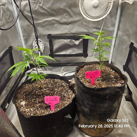 Zlue x2 growlog timeline photo