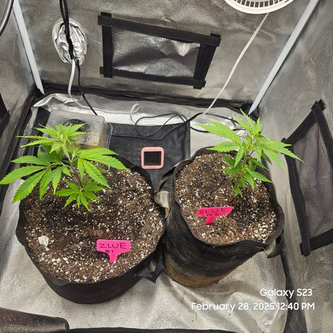 Zlue x2 growlog timeline photo