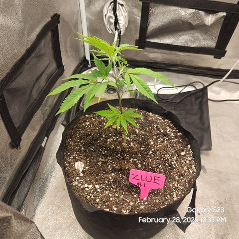 Zlue x2 growlog timeline photo