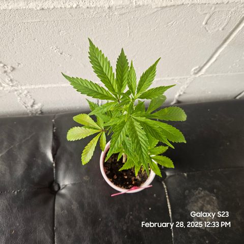 Zlue x2 growlog timeline photo