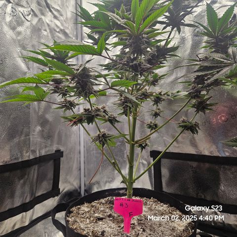 Gen X Tropicanna Cherry × #1 Stunna growlog timeline photo