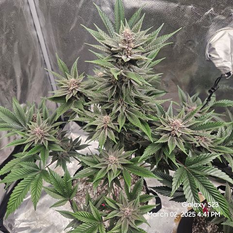 Gen X Tropicanna Cherry × #1 Stunna growlog timeline photo