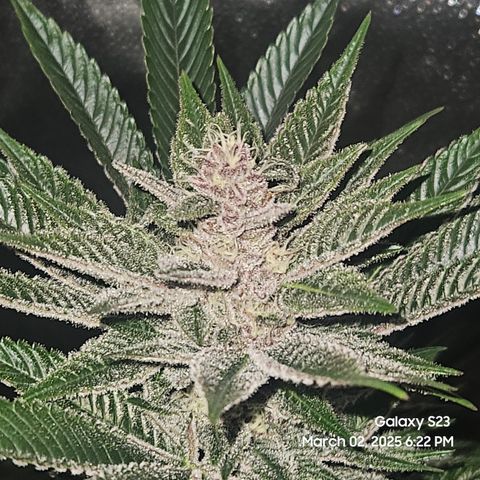 Gen X Tropicanna Cherry × #1 Stunna growlog timeline photo