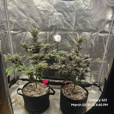 Gen X Tropicanna Cherry × #1 Stunna growlog timeline photo