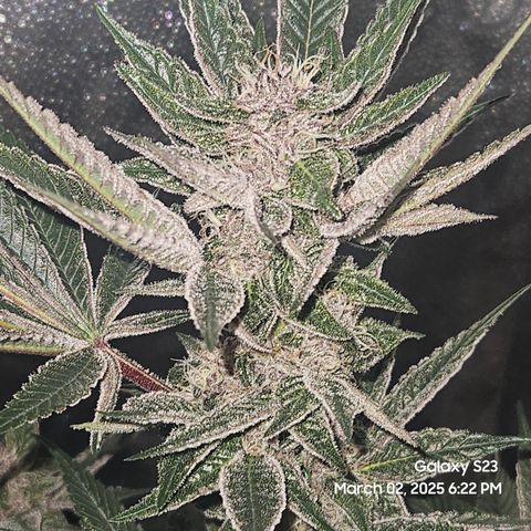 Gen X Tropicanna Cherry × #1 Stunna growlog timeline photo