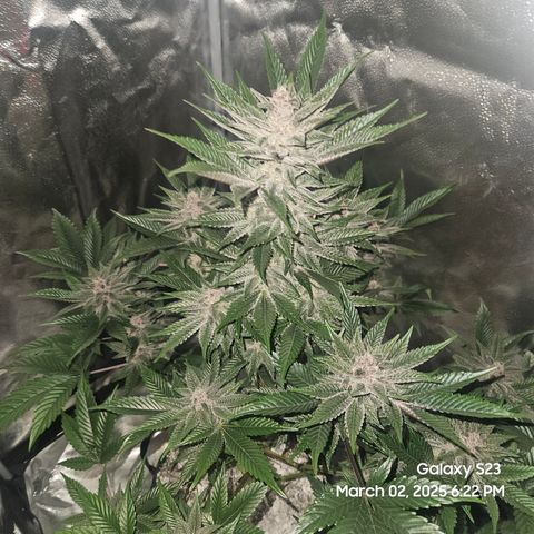 Gen X Tropicanna Cherry × #1 Stunna growlog timeline photo