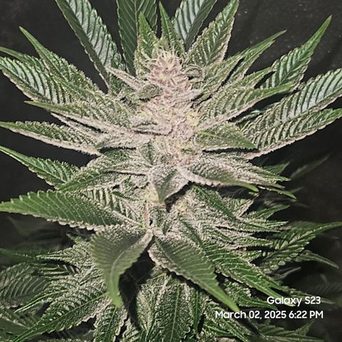 Gen X Tropicanna Cherry × #1 Stunna growlog timeline photo