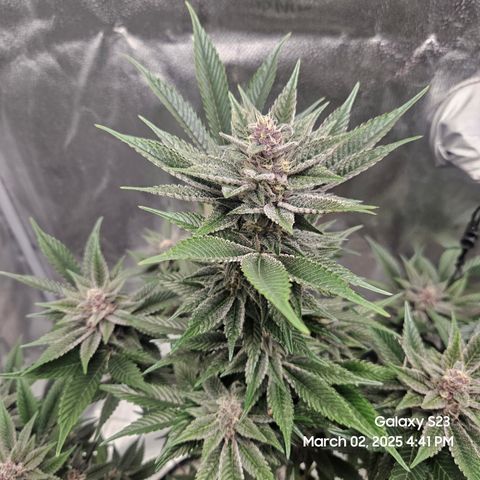 Gen X Tropicanna Cherry × #1 Stunna growlog timeline photo