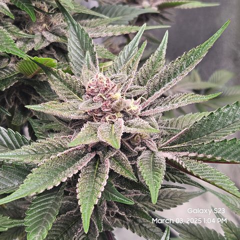 Gen X Tropicanna Cherry × #1 Stunna growlog timeline photo