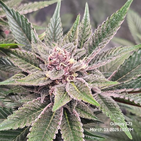 Gen X Tropicanna Cherry × #1 Stunna growlog timeline photo