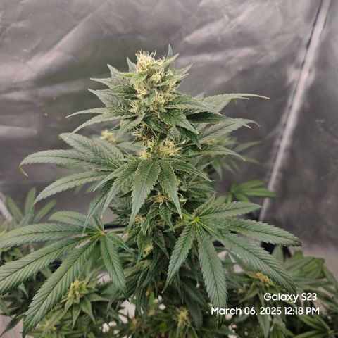 Out of The Tackle Box  growlog timeline photo