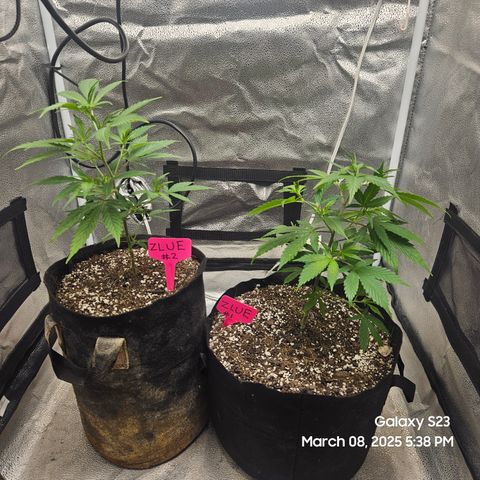 Zlue x2 growlog timeline photo