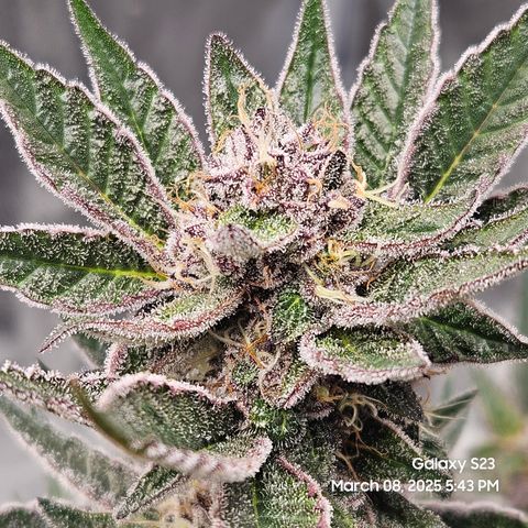 Gen X Tropicanna Cherry × #1 Stunna growlog timeline photo