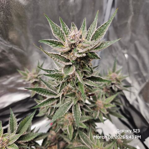 Gen X Tropicanna Cherry × #1 Stunna growlog timeline photo