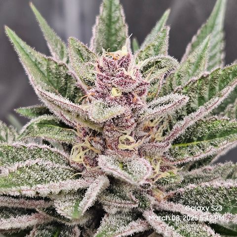 Gen X Tropicanna Cherry × #1 Stunna growlog timeline photo
